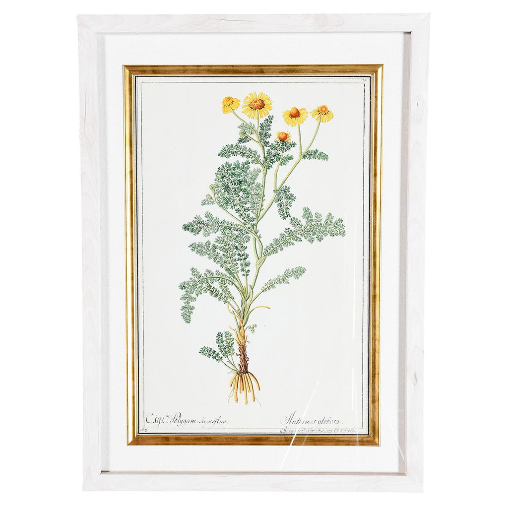 A Collection of Important Original Botanical Watercolors