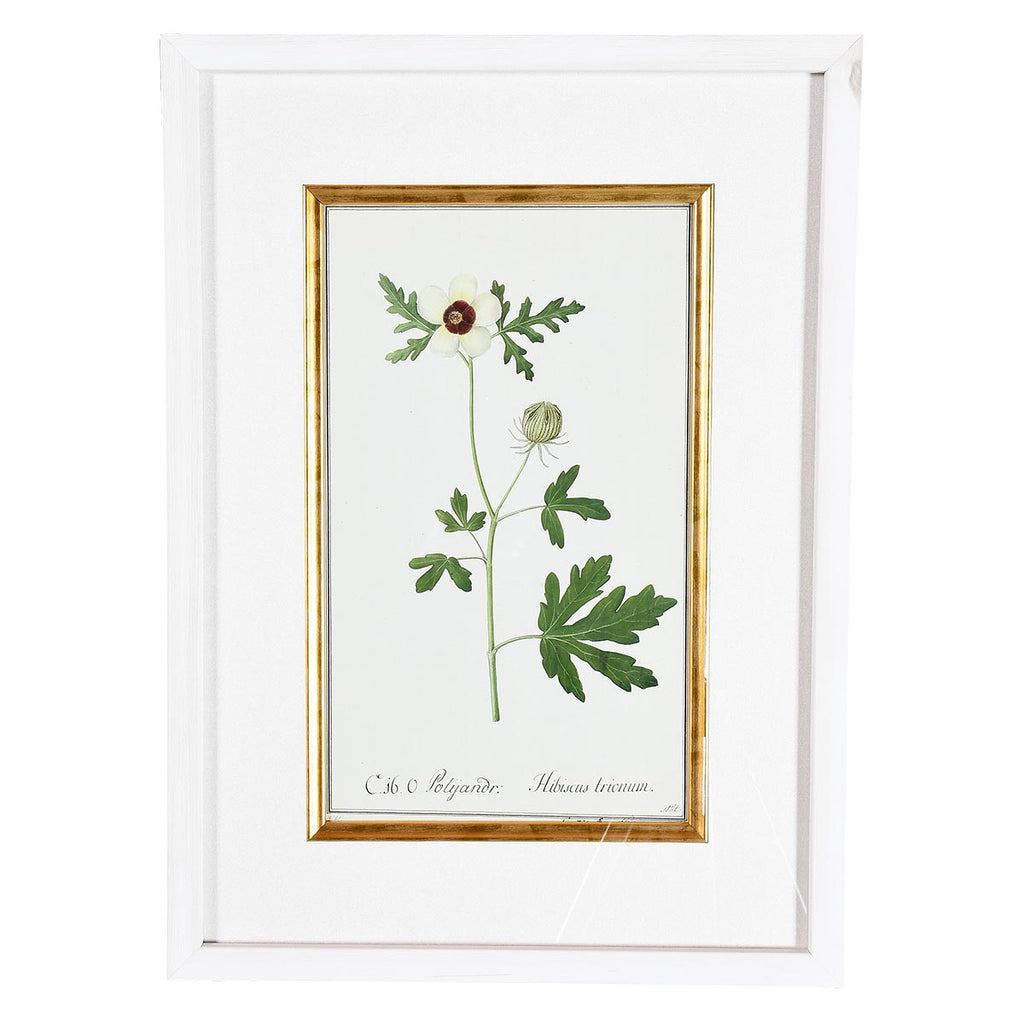 A Collection of Important Original Botanical Watercolors