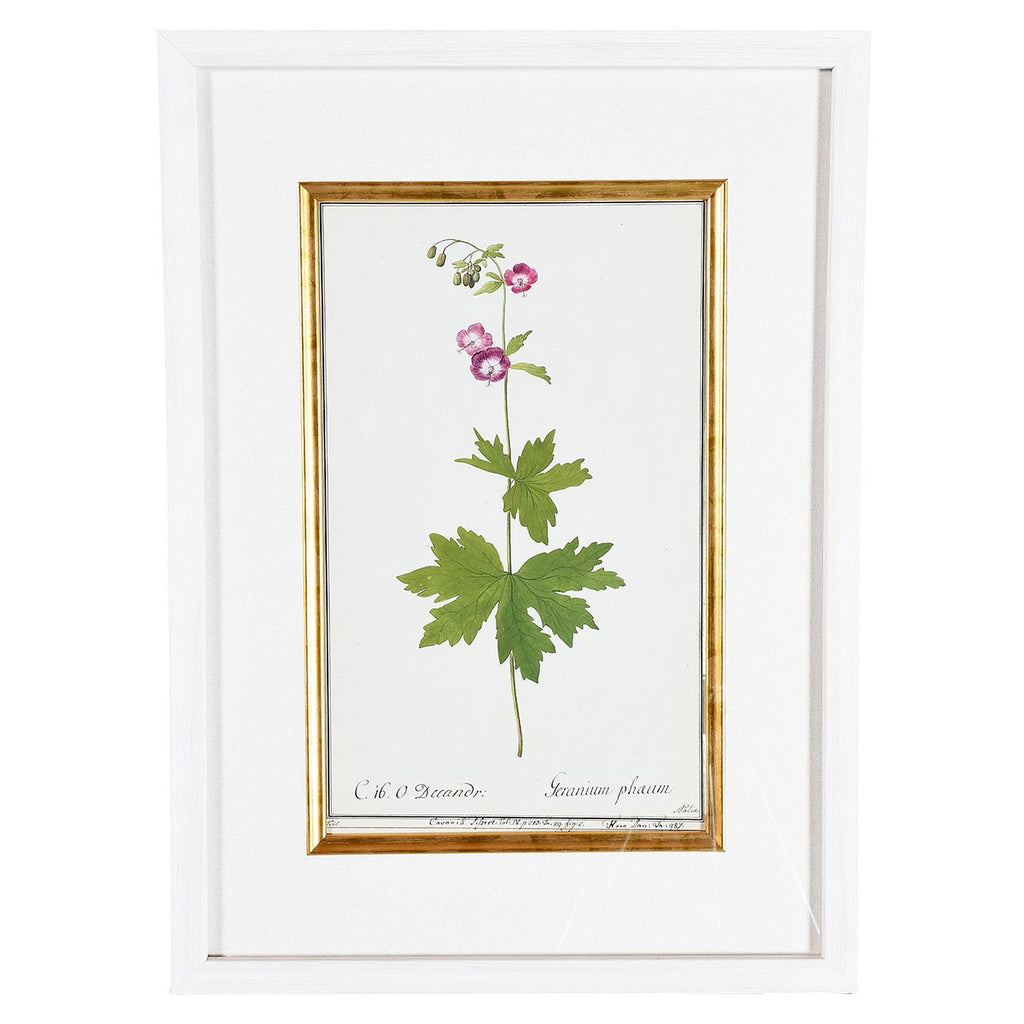 A Collection of Important Original Botanical Watercolors