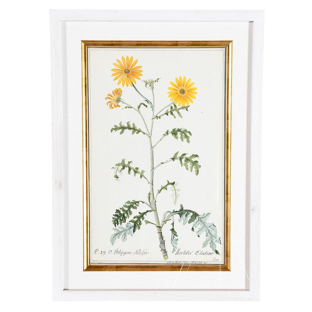 A Collection of Important Original Botanical Watercolors