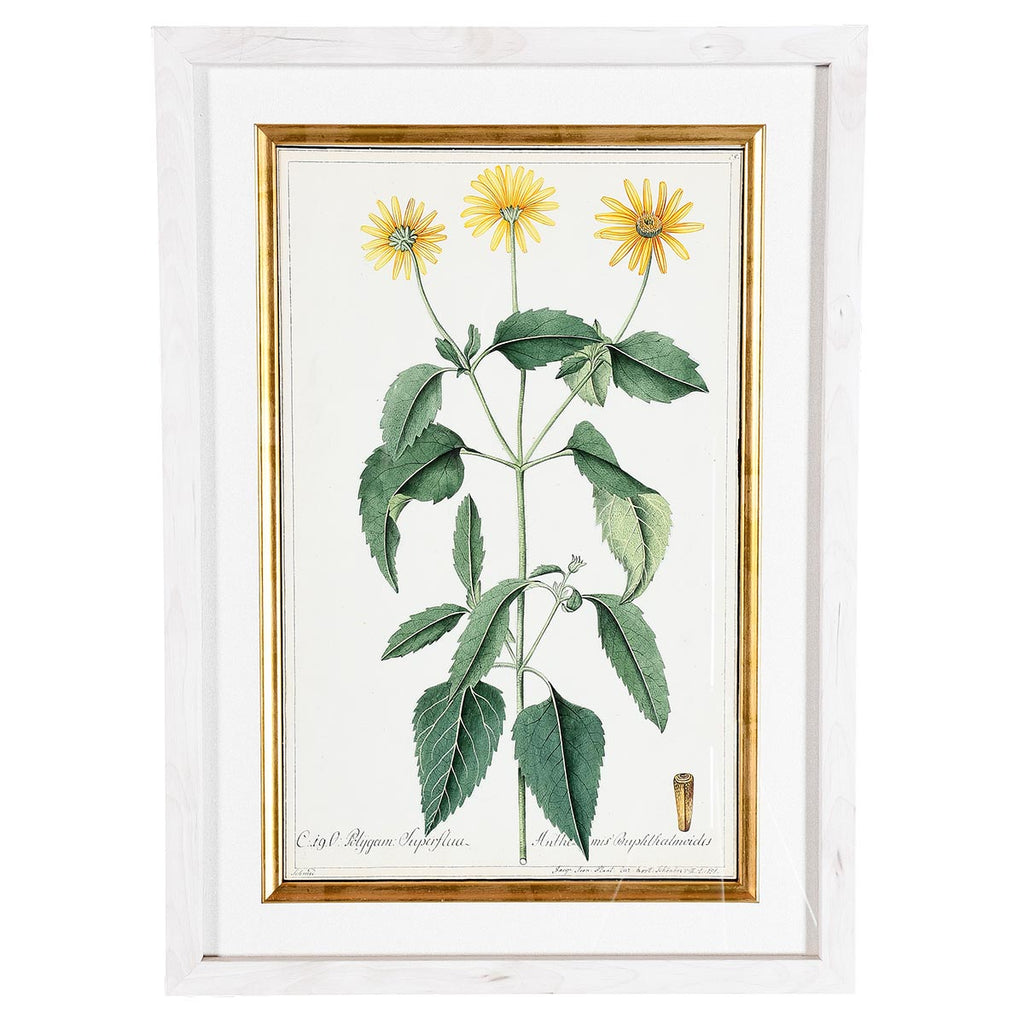 A Collection of Important Original Botanical Watercolors