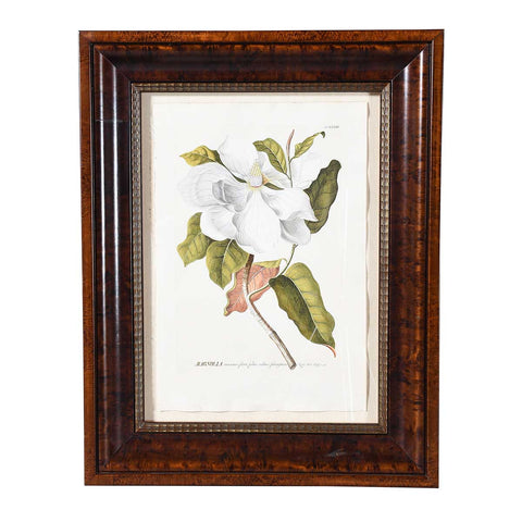 Magnolia Engraving by Trew and Ehret