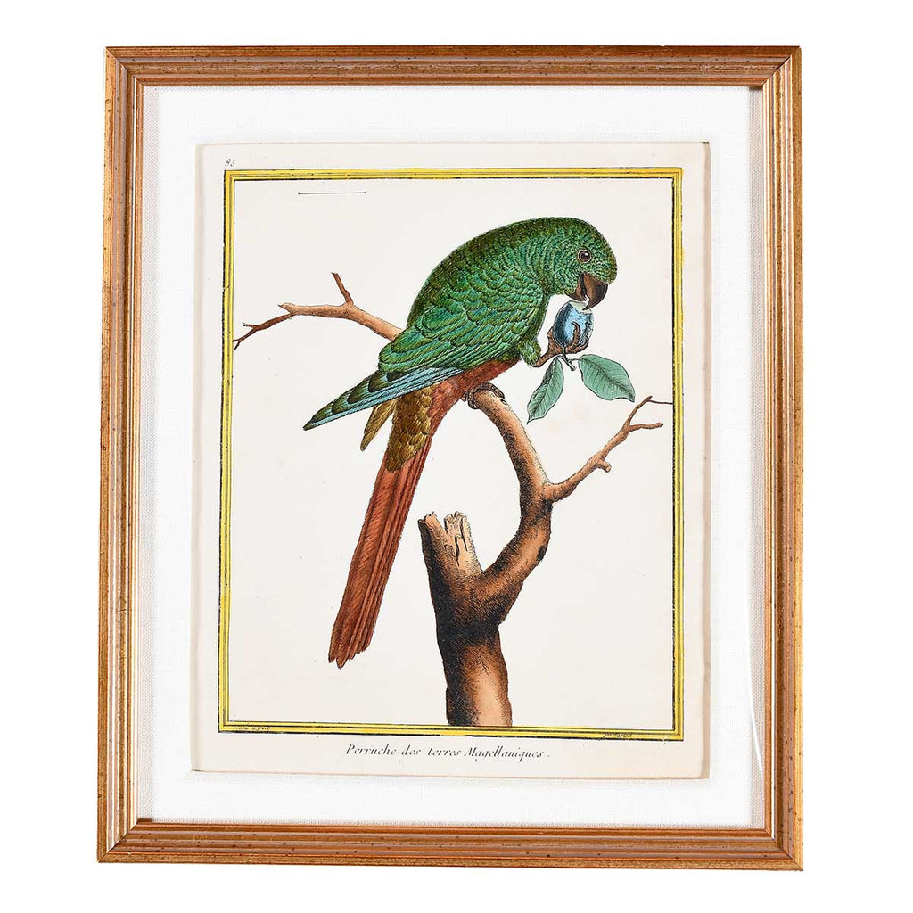 Martinet Tropical Bird Prints