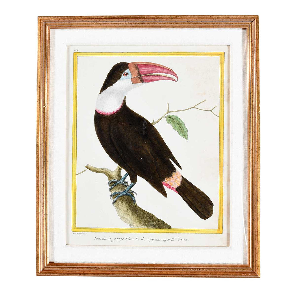 Martinet Tropical Bird Prints