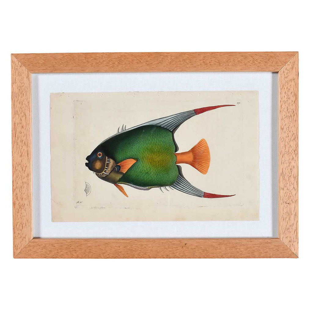 Nodder Fish and Tortoise Prints