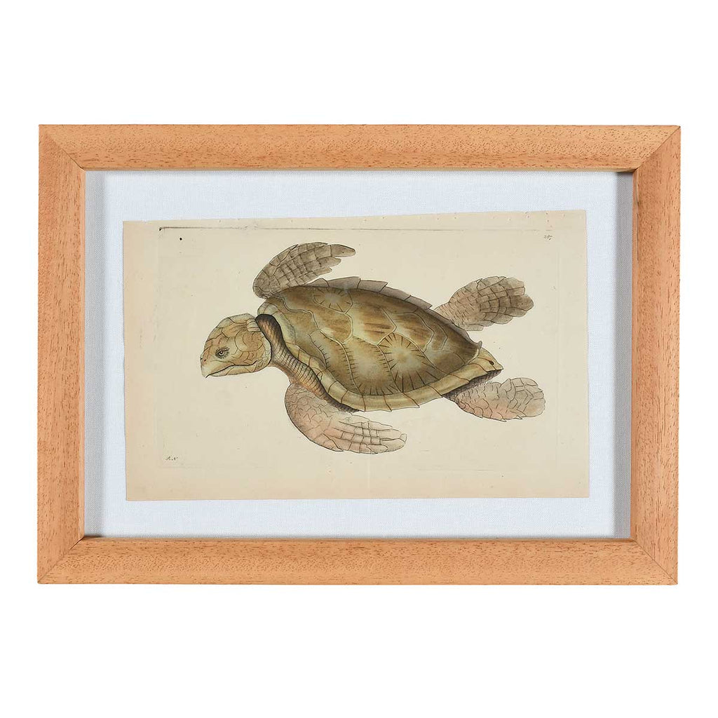 Nodder Fish and Tortoise Prints