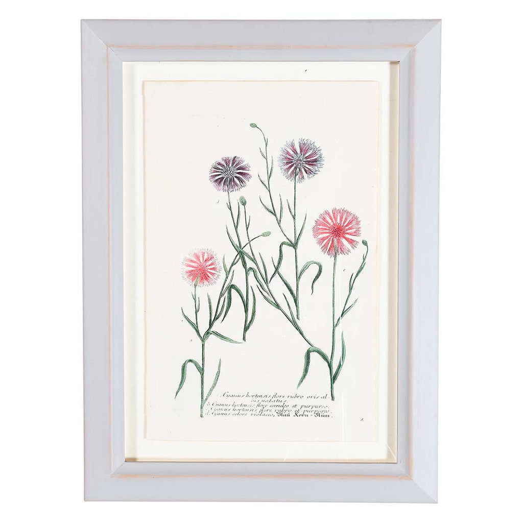 Weinmann Botanical Prints