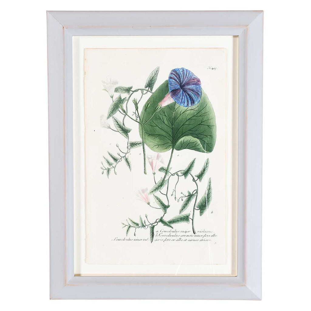Weinmann Botanical Prints