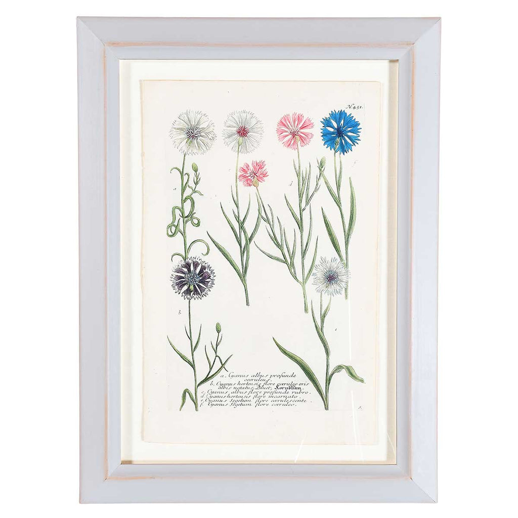 Weinmann Botanical Prints