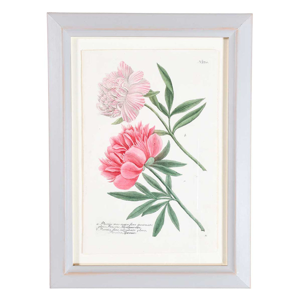 Weinmann Botanical Prints