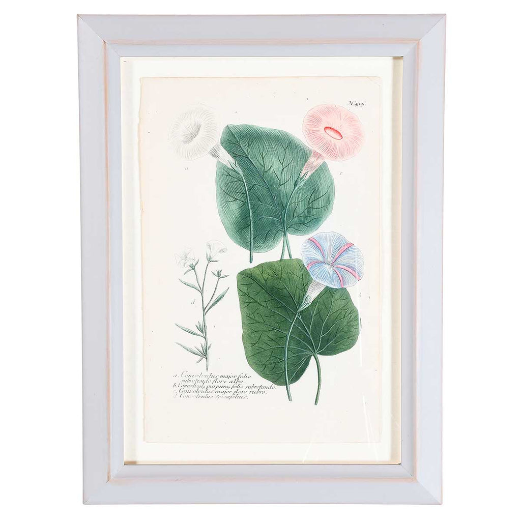 Weinmann Botanical Prints