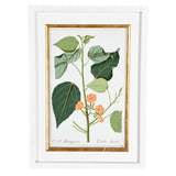 A Collection of Important Original Botanical Watercolors