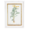 A Collection of Important Original Botanical Watercolors