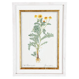A Collection of Important Original Botanical Watercolors