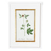 A Collection of Important Original Botanical Watercolors