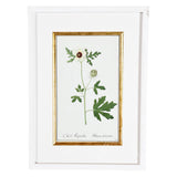 A Collection of Important Original Botanical Watercolors