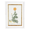 A Collection of Important Original Botanical Watercolors