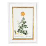 A Collection of Important Original Botanical Watercolors