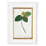 A Collection of Important Original Botanical Watercolors