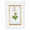A Collection of Important Original Botanical Watercolors