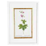 A Collection of Important Original Botanical Watercolors