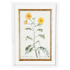 A Collection of Important Original Botanical Watercolors