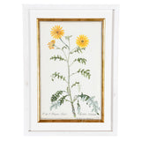 A Collection of Important Original Botanical Watercolors