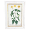 A Collection of Important Original Botanical Watercolors