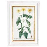 A Collection of Important Original Botanical Watercolors