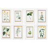 A Collection of Important Original Botanical Watercolors