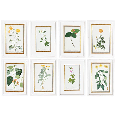 A Collection of Important Original Botanical Watercolors