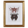 Catesby Red Mottled Rock Crab, Plate 36