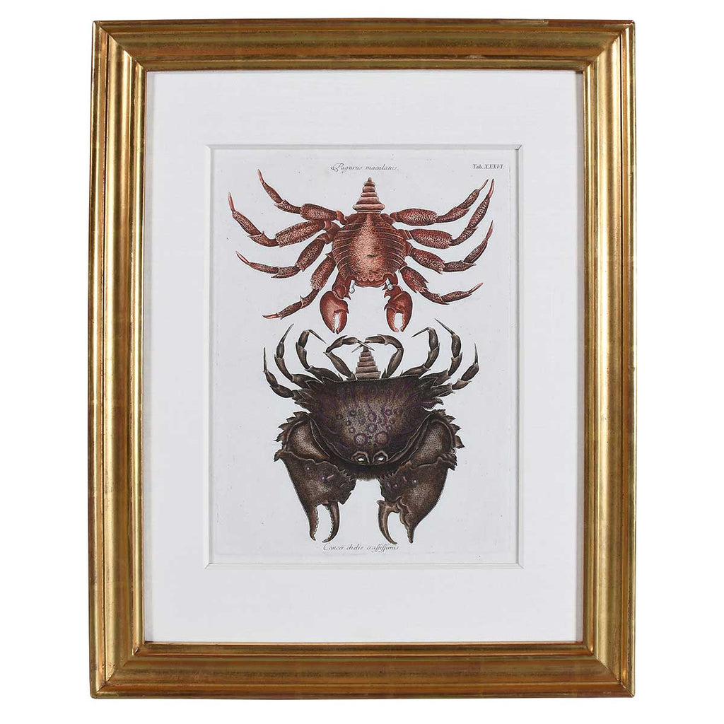 Catesby Red Mottled Rock Crab, Plate 36