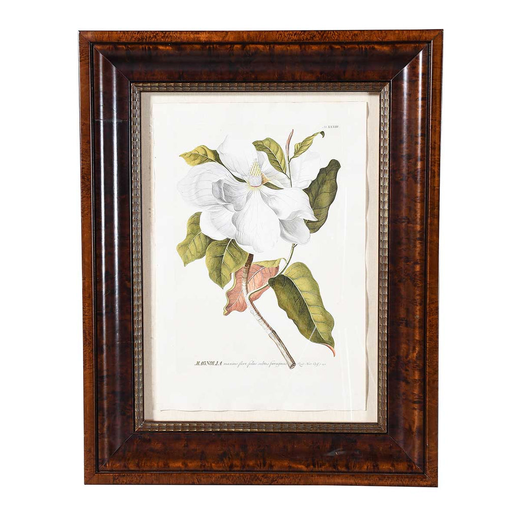 Magnolia Engraving by Trew and Ehret