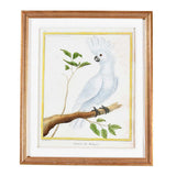 Martinet Tropical Bird Prints