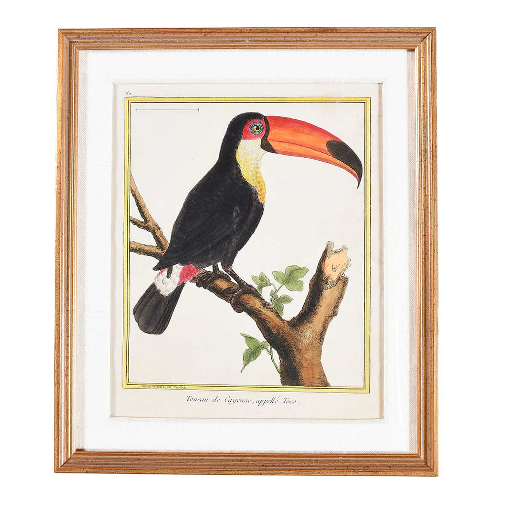 Martinet Tropical Bird Prints