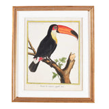 Martinet Tropical Bird Prints