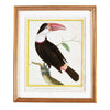 Martinet Tropical Bird Prints