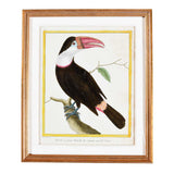 Martinet Tropical Bird Prints