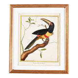 Martinet Tropical Bird Prints