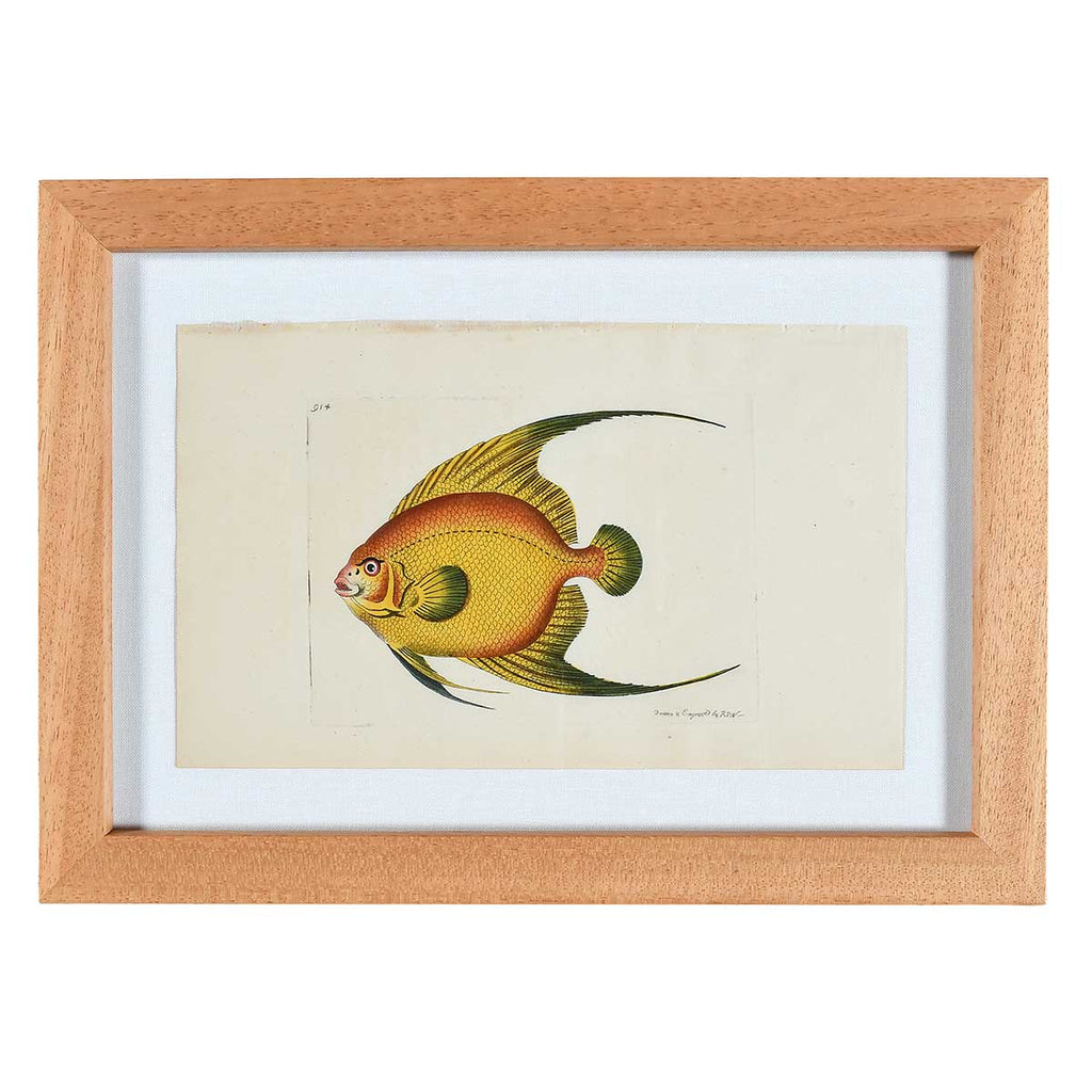 Nodder Fish and Tortoise Prints