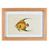 Nodder Fish and Tortoise Prints