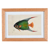 Nodder Fish and Tortoise Prints