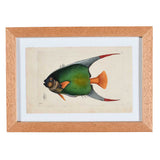 Nodder Fish and Tortoise Prints