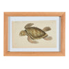 Nodder Fish and Tortoise Prints