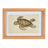 Nodder Fish and Tortoise Prints