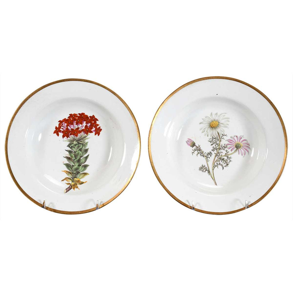 Pair of Chamberlain's Worcester Soups with Botanical Specimens