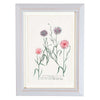 Weinmann Botanical Prints