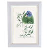 Weinmann Botanical Prints