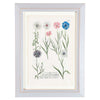 Weinmann Botanical Prints